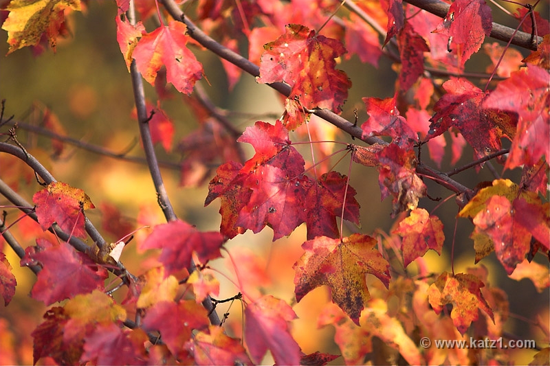 Autumn's Last Gasp